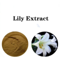 Buy online active ingredients Lily Extract Powder