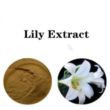 Buy online active ingredients Lily Extract Powder