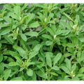 5-20% Fenugreek Extract