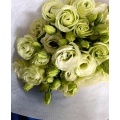 প্রিমিয়াম গ্রিন ফ্রেশ কাট ফ্লাওয়ার Lisianthus পাইকারি