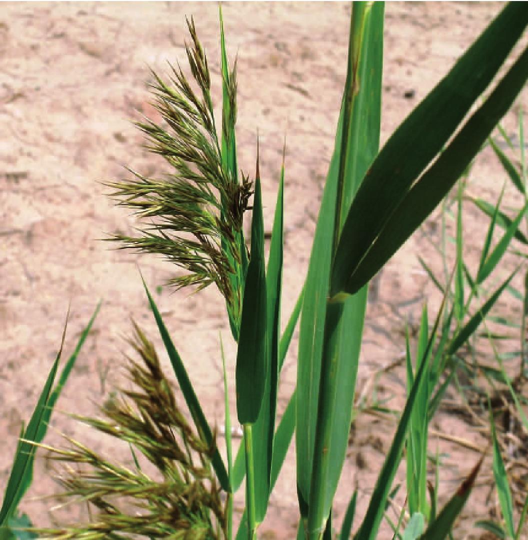 Phragmitis rhizoma