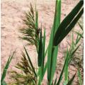 Reed root extract sale