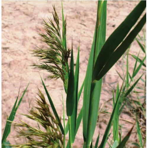 Reed root extract sale