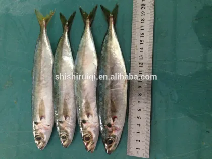 Fish mackerel 200-300g Fresh Pacific Mackerel