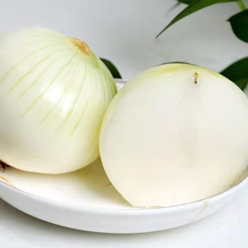 High Quality Frozen Onion Diced Price