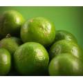 Natural Plant Aurantium Seed Extract