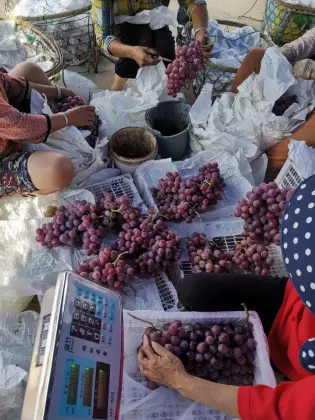 Red grapes from yunnan