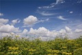 miele di fiori di campo naturale grezzo alla rinfusa