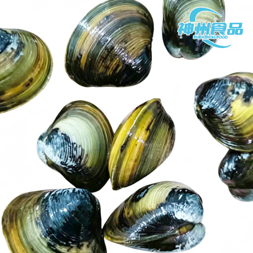 Vongole vive fresche e carne congelata di prima qualità