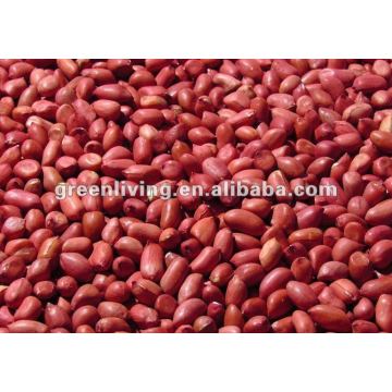 (nuts&kernels) red skin peanut kernel direct supplier in china(35/40)