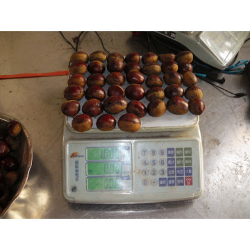 Dandong chestnut segar untuk dijual