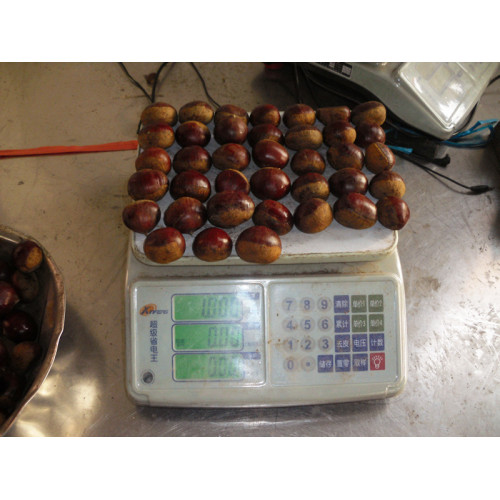 Dandong fresh chestnut para la venta