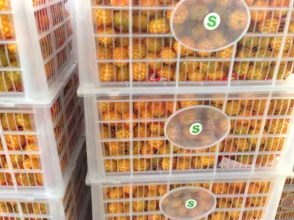 Exporting China Orange (S M L) Model No:Mandarin orange