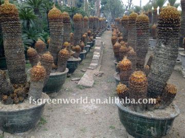 group cycas potted nursery