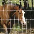 Hohe Zugdrahtscharnierfarmgraslandzaun