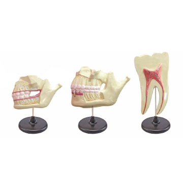 Natural Size Deciduous and Permanent Dentition ZM1048