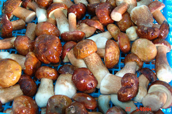 FROZEN boletus edulis