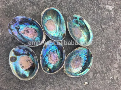 beauty green abalone/paua MOP shell supplier