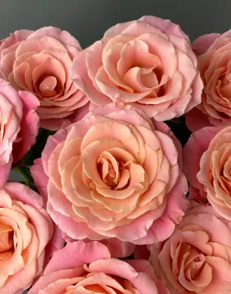 Miss Piggy Rose Single-Headed Flower for Special Occasions