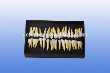 Human standard dental teeth model , Dental model ,standard teeth model