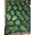 Water Soluble Avocado Extract Powder for Beverage