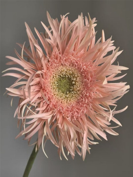 Spider Gerbera Amber standard chrysanthemum