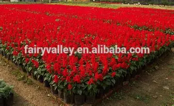 Red salvia Seeds For Growing