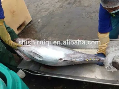 GRADE A Frozen Sardine Fish 60-70 Frozen Sardine Fish for bait