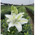 এলসা ডাবল পেটাল স্প্রে লিলি