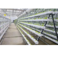 Gewächshaus-NFT-Hydroponics-System für Salat-Skyplant