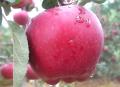 Red Delicious Huaniu Apple met de beste kwaliteit