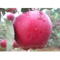 Red Delicious Huaniu Apple საუკეთესო ხარისხის