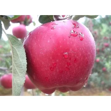 Red Delicious Huaniu Apple mit bester Qualität