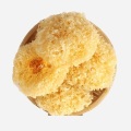 Ядомыя грыбы Tremella з высокім ураджаем жэлаціну