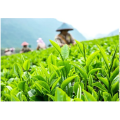 Té verde instantáneo soluble en agua en polvo a granel