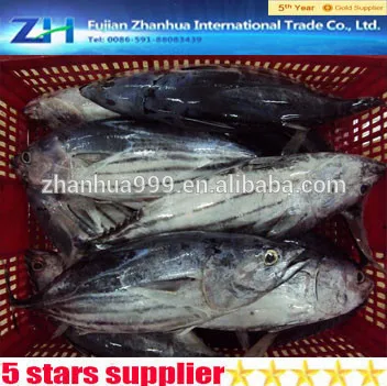 Special price Skipjack, whole round seafrozen skip jack tuna fish, skip jack fish