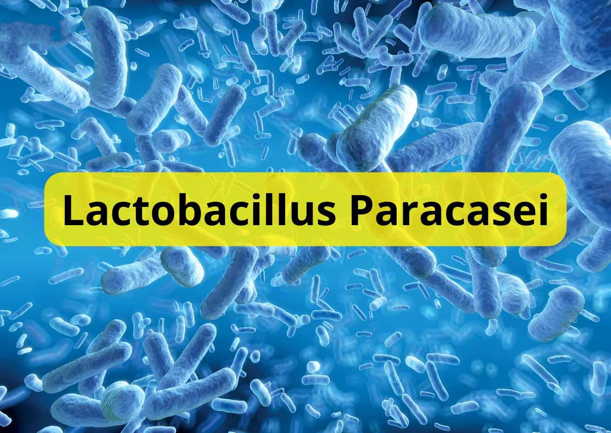 Lactobacillus-Paracasei