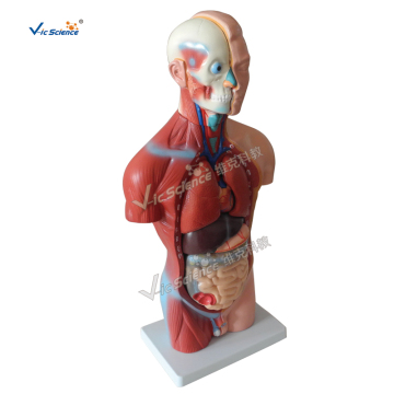 42cm mannelijk torso 13 delen
