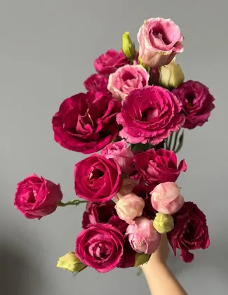 Fresh Cut Flower Burgundy Lisianthus Wholesale for Bouquet