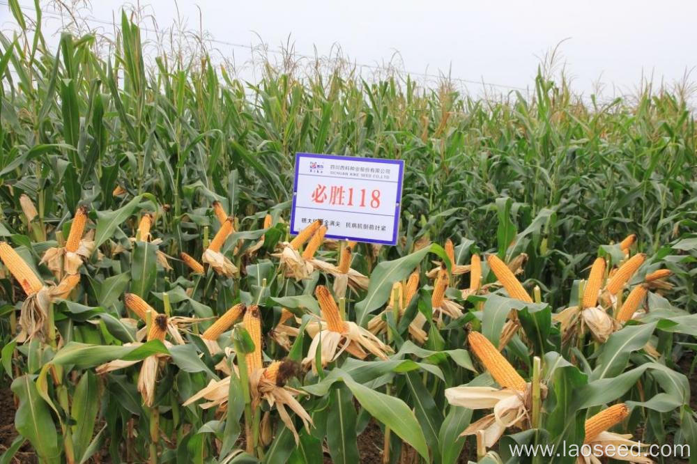 High Quality All Natural Premium Corn Seed