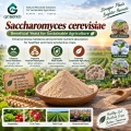 مسحوق Saccharomyces cerevisiae الميكروبي لإدارة الجذور والتربة