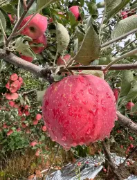 Premium Fresh Yunnan-Grown Fuji Apple