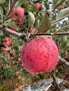 Premium Fresh Yunnan-Grown Fuji Apple