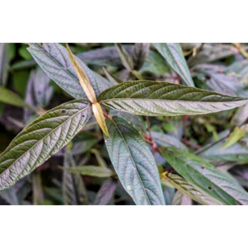 Natural Folium Isatidis Extract Indigowoad Leaf Extract 10: 1