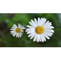 Chamomile flower Extract Apigenin powder