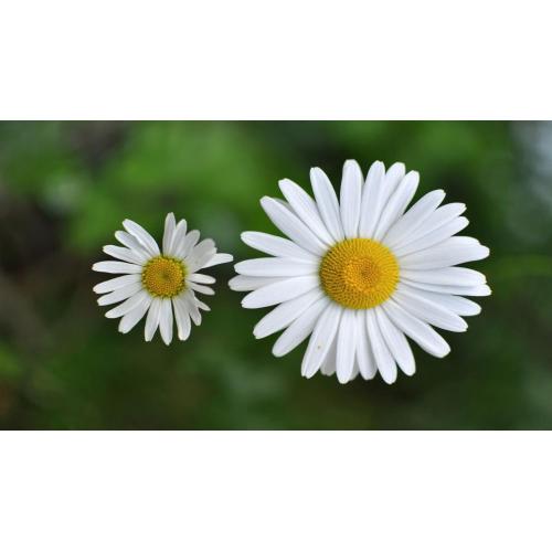 Chamomile flower Extract Apigenin powder