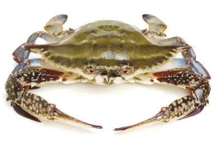 Frozen Cooked Swimming Crab