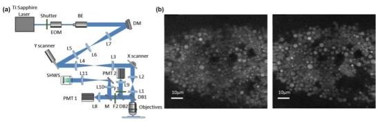 AO two-photon microscope system and imaging comparison before and after AO correction