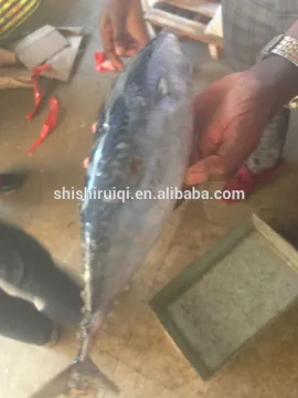New arrival frozen bonito tuna Auxis Thazard