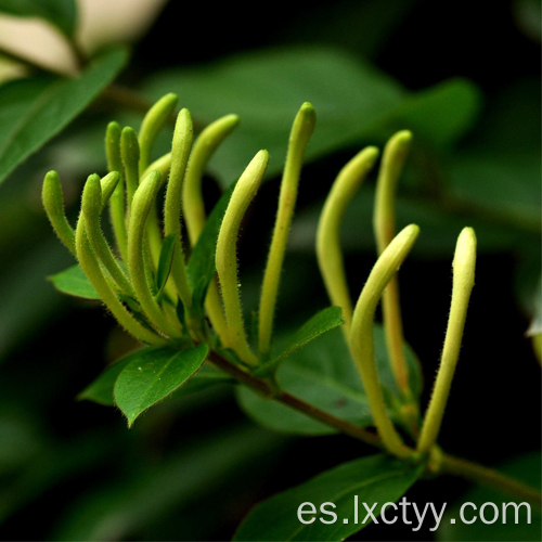 flor de madreselva rebanada de té